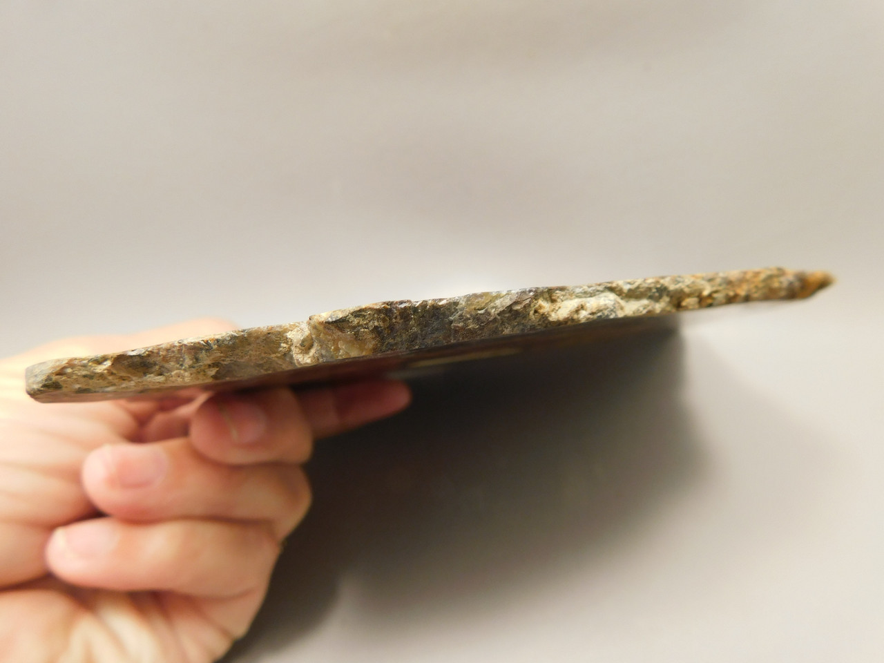 Petrified Wood Polished Round Saddle Mountain Washington #O135-20