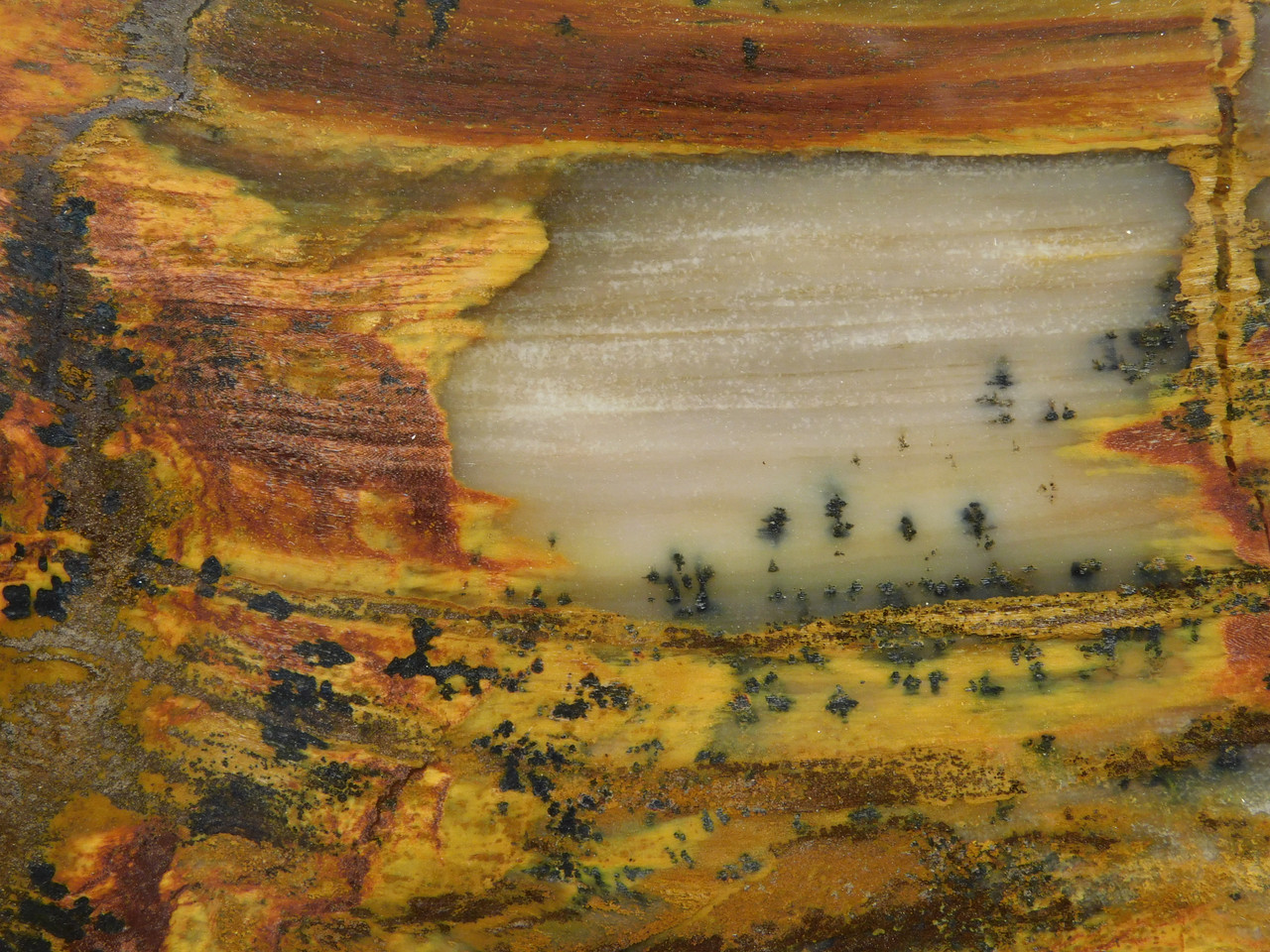 Petrified Wood Polished Round Saddle Mountain Washington #O135-20