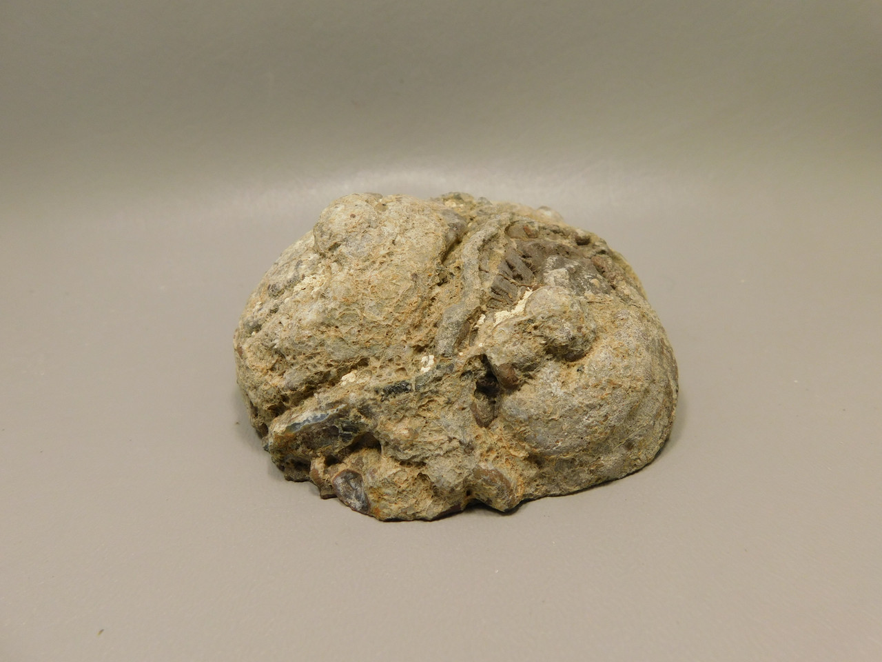 Dugway Thunderegg Rock Geode Blue Agate Druse Crystals #O27