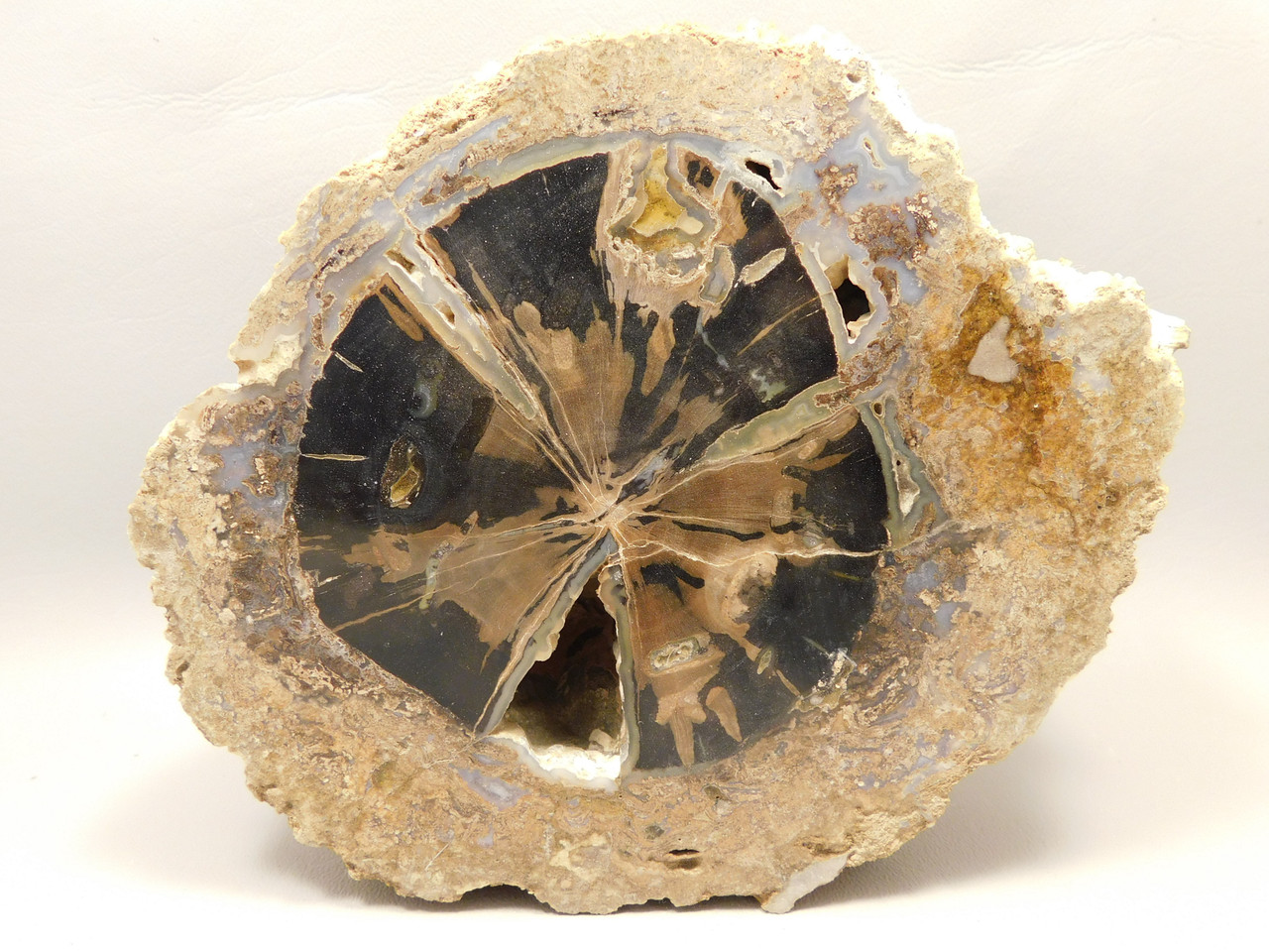 Eden Valley Petrified Wood Blue Forest Wyoming Polished Round Stump #O11