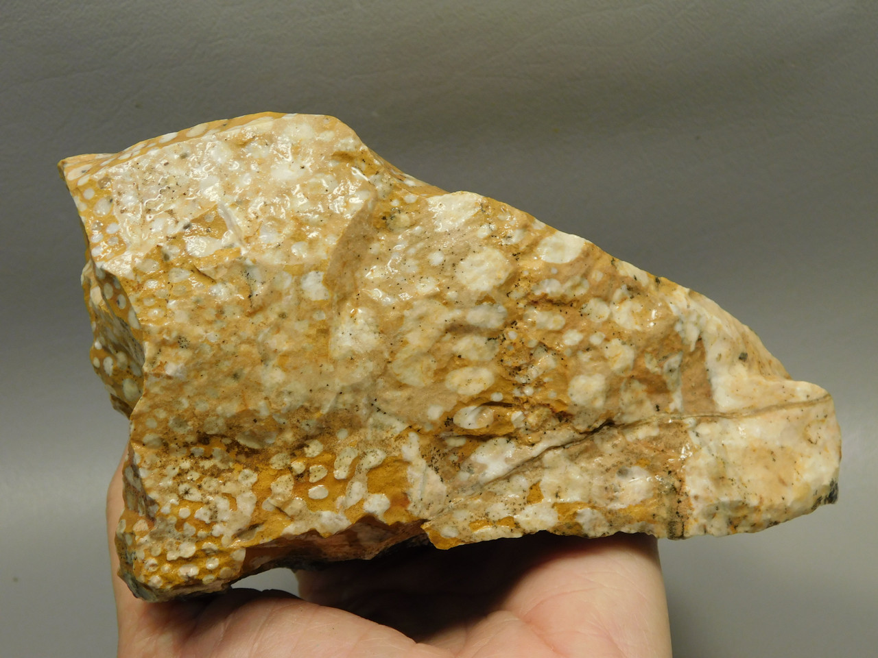 Spotted Fawn Stone or Tigilitis Lapidary Rough Rock #O2