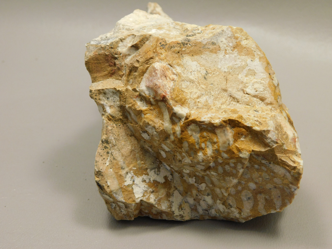 Spotted Fawn Stone or Tigilitis Lapidary Rough Rock #O2