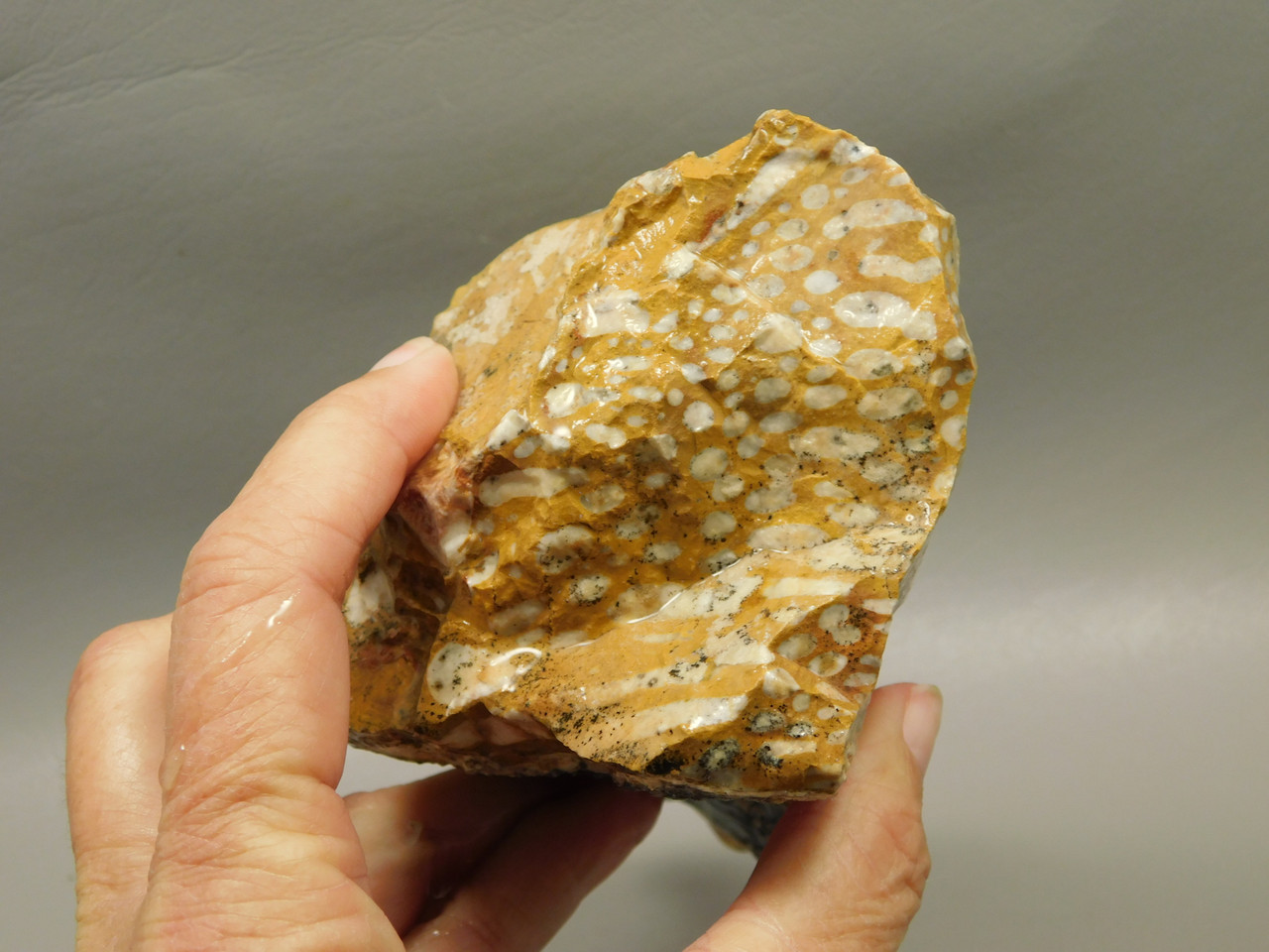 Spotted Fawn Stone or Tigilitis Lapidary Rough Rock #O2