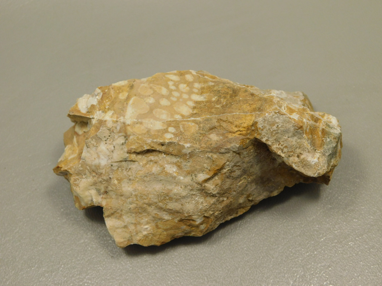 Spotted Fawn Stone or Tigilitis Lapidary Rough Rock #O3