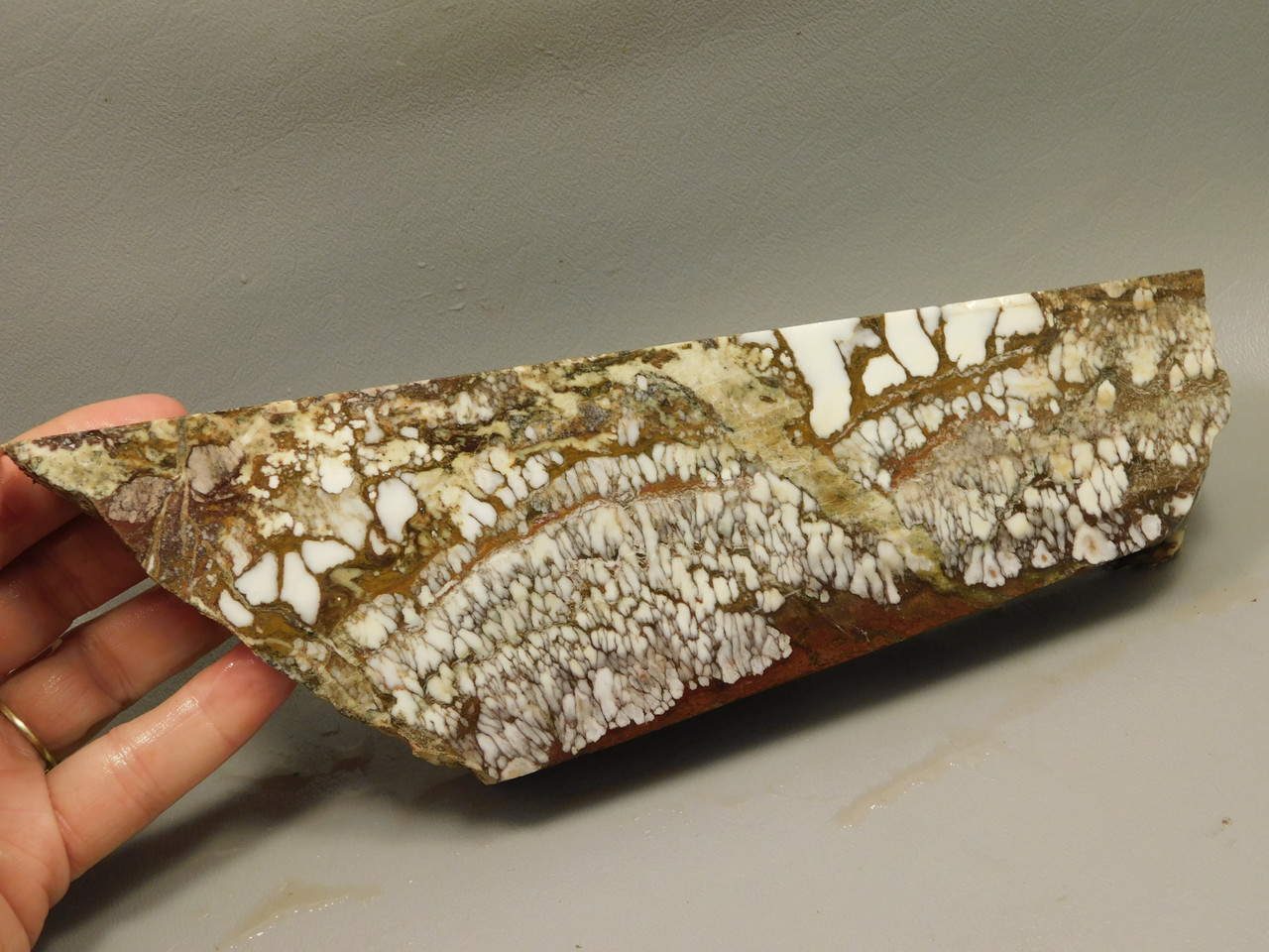 Wild Horse Unpolished Rough Rock Lapidary Arizona #O20