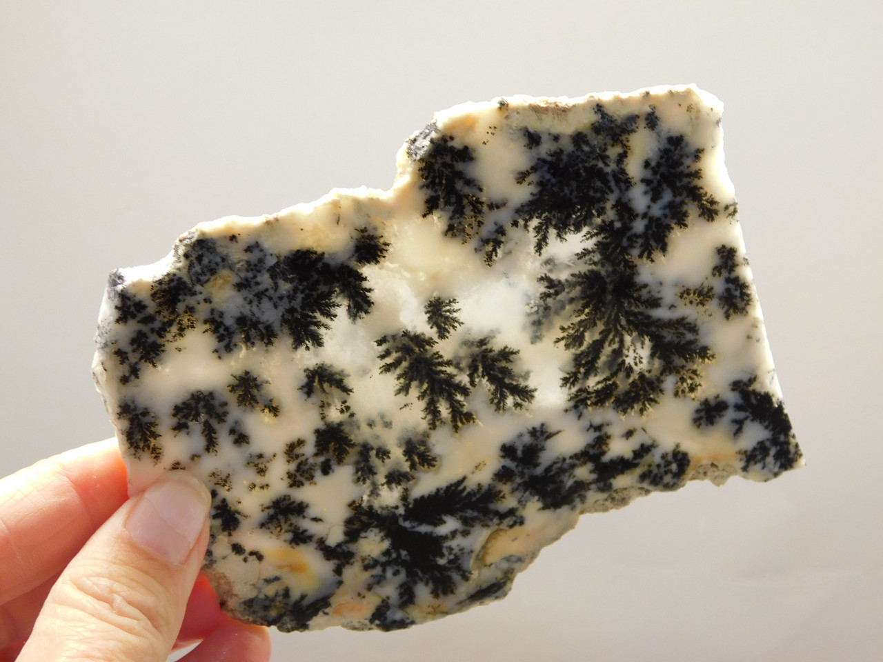 Medicine Bow Agate Stone Slab Unpolished Rough Rock Wyoming #O6