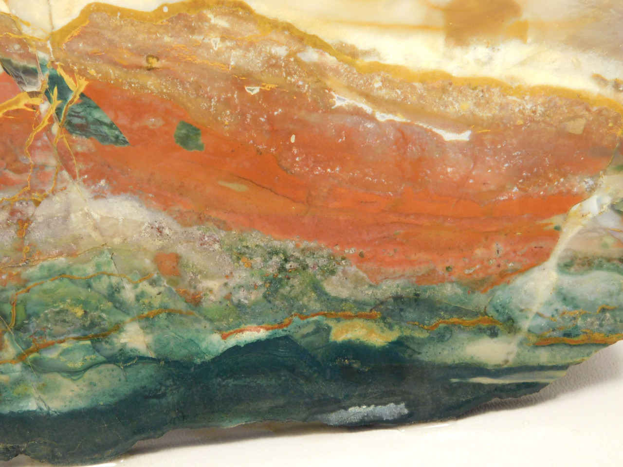 Hampton Butte Petrified Wood Jasper Rough Rock Stone Slab #O2