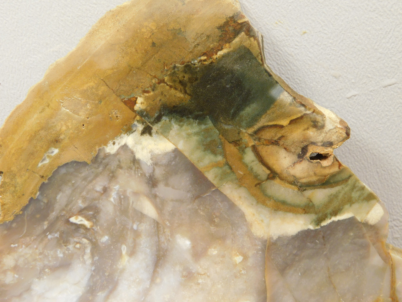 Hampton Butte Petrified Wood Jasper Rough Rock Stone Slab #O2