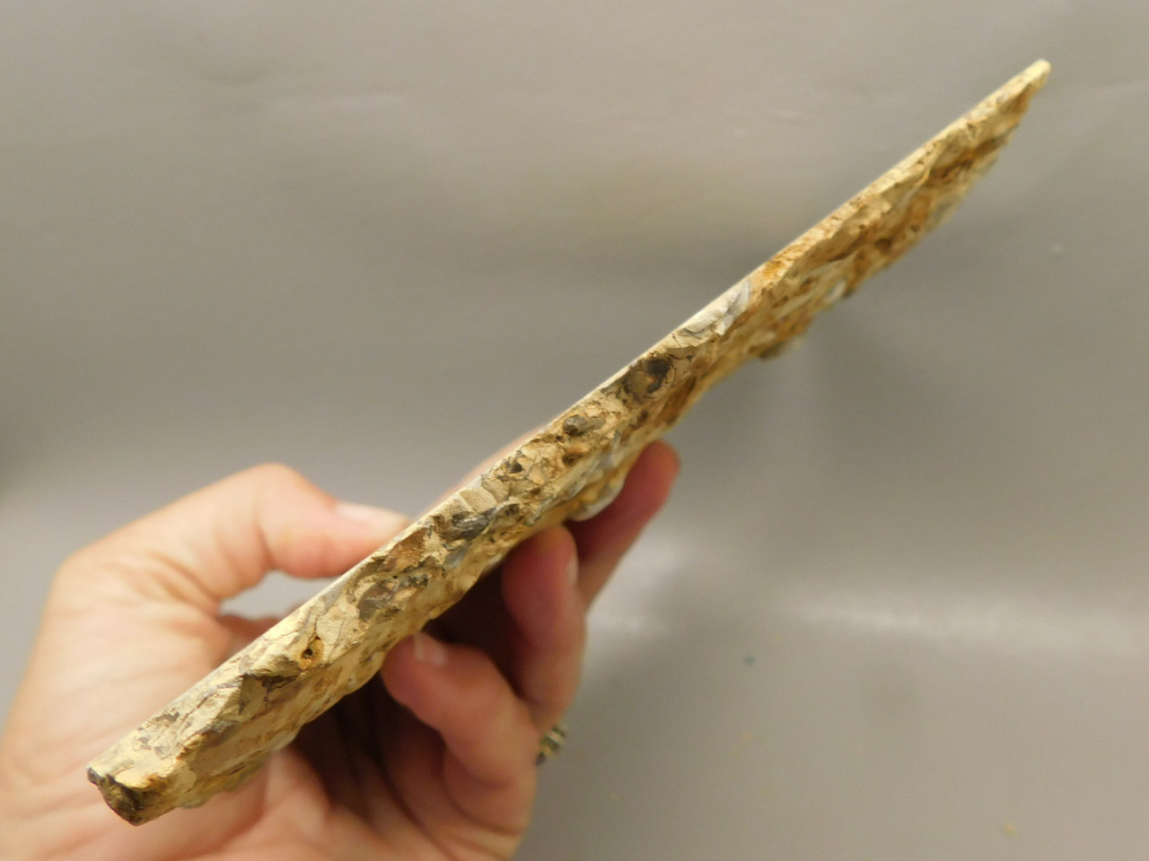 Coquina Jasper Lapidary Rough Rock Fossil Shells Cabbing #O10