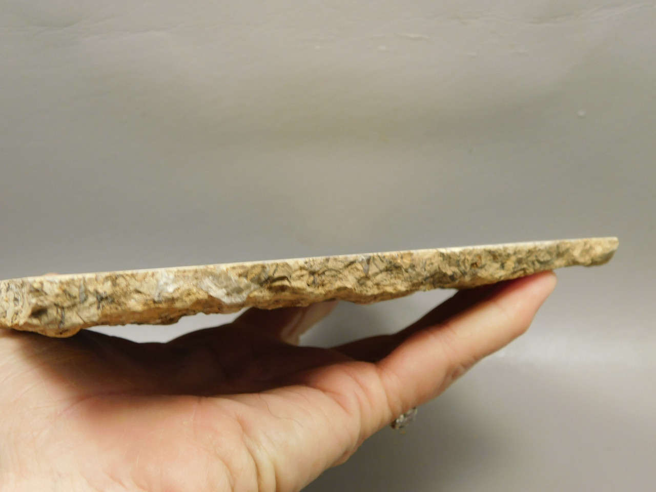 Coquina Jasper Lapidary Rough Rock Fossil Shells Cabbing #O10