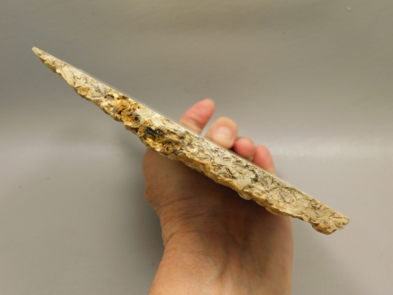 Coquina Jasper Lapidary Rough Rock Fossil Shells Cabbing #O10