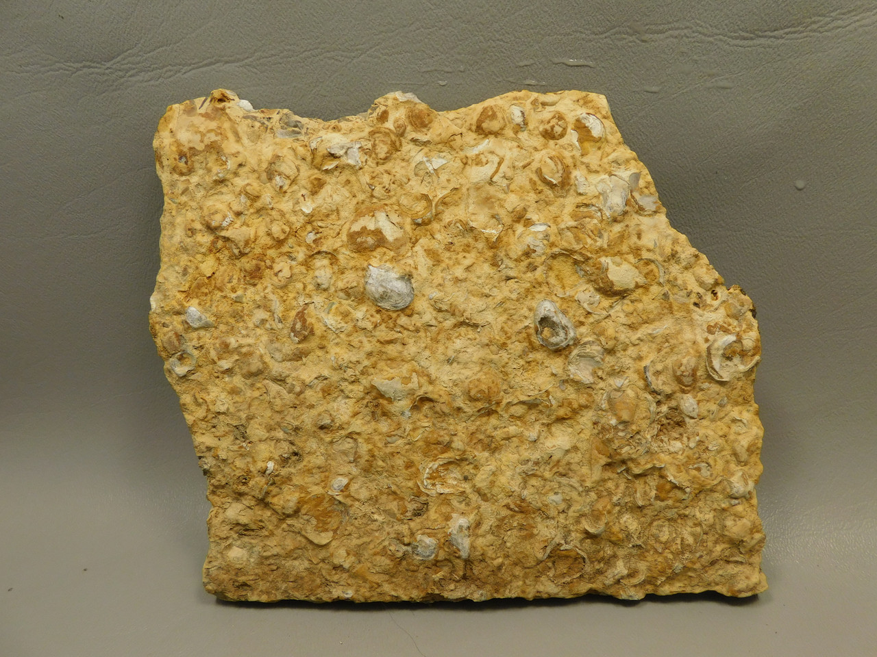 Coquina Jasper Lapidary Rough Rock Fossil Shells Cabbing #O10