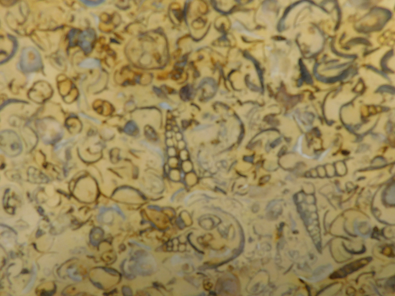 Coquina Jasper Lapidary Rough Rock Fossil Shells Cabbing #O10