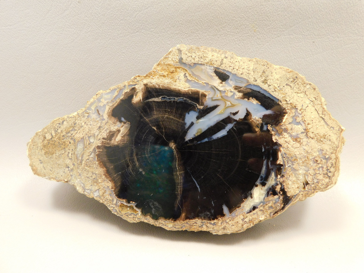 Eden Valley Petrified Wood Wyoming Polished Round #O132-16