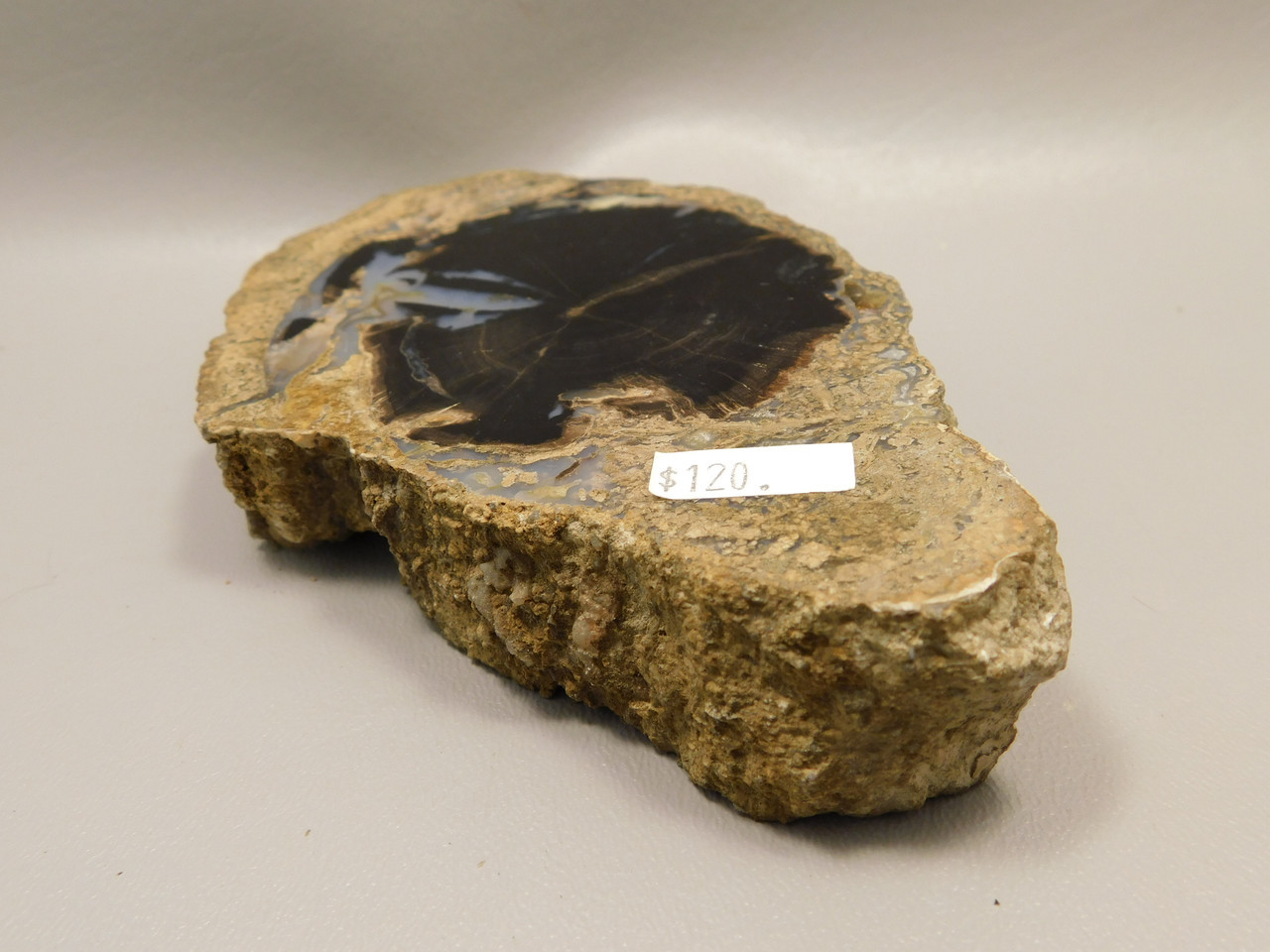 Eden Valley Petrified Wood Wyoming Polished Round #O132-16