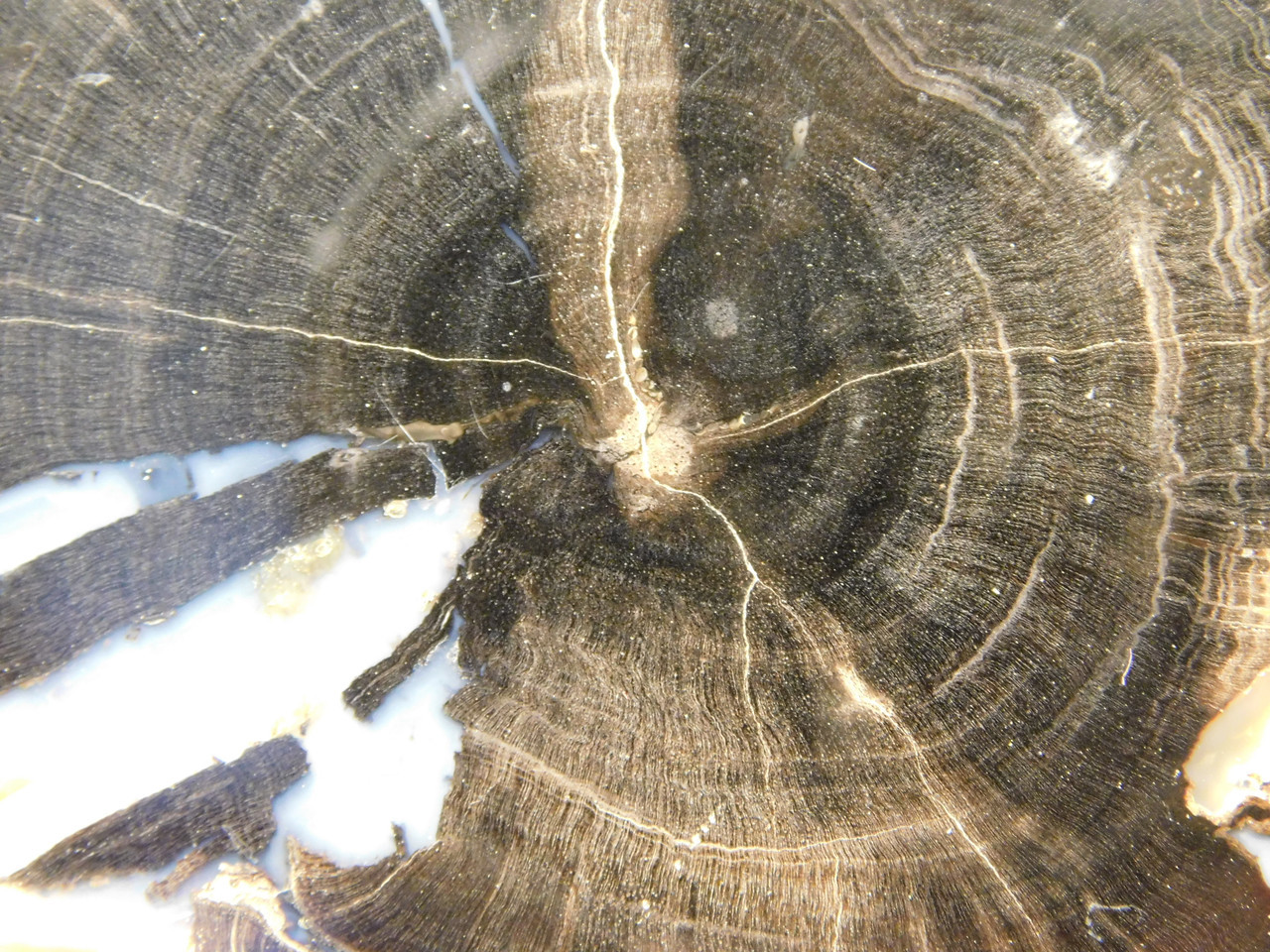 Eden Valley Petrified Wood Wyoming Polished Round #O132-16