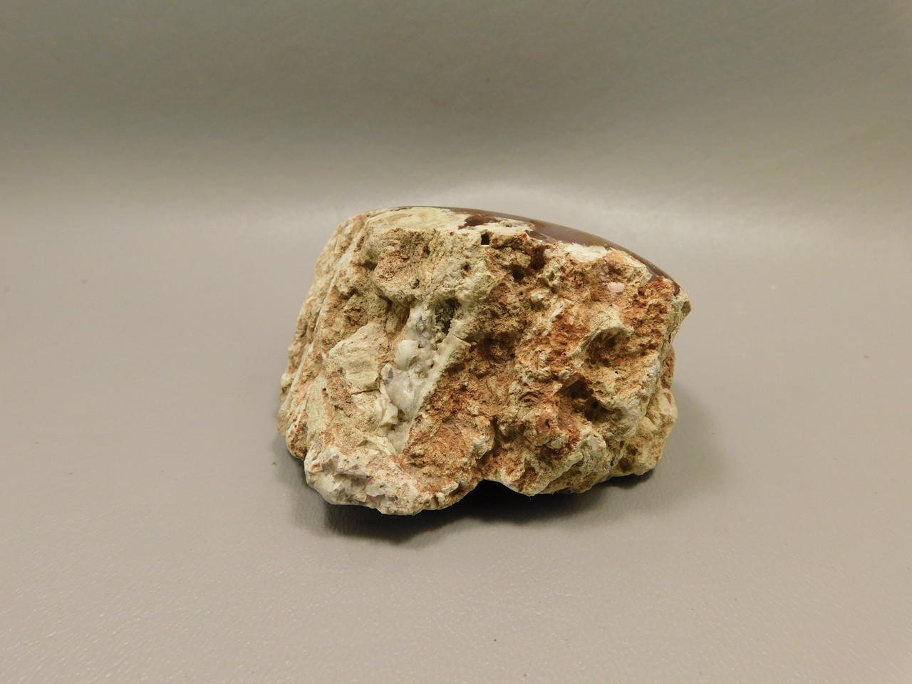 Petrified Wood Polished Agate Limb Cast Fish Lake Nevada #O191