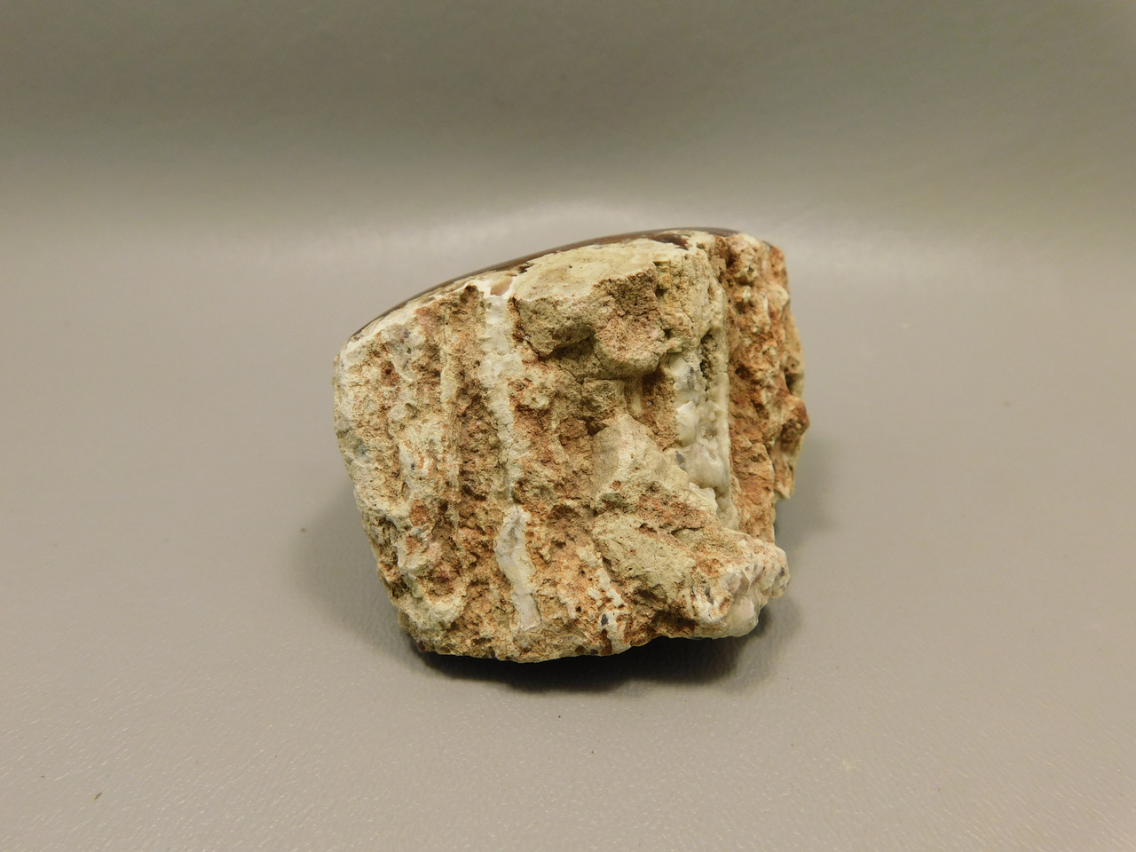 Petrified Wood Polished Agate Limb Cast Fish Lake Nevada #O191