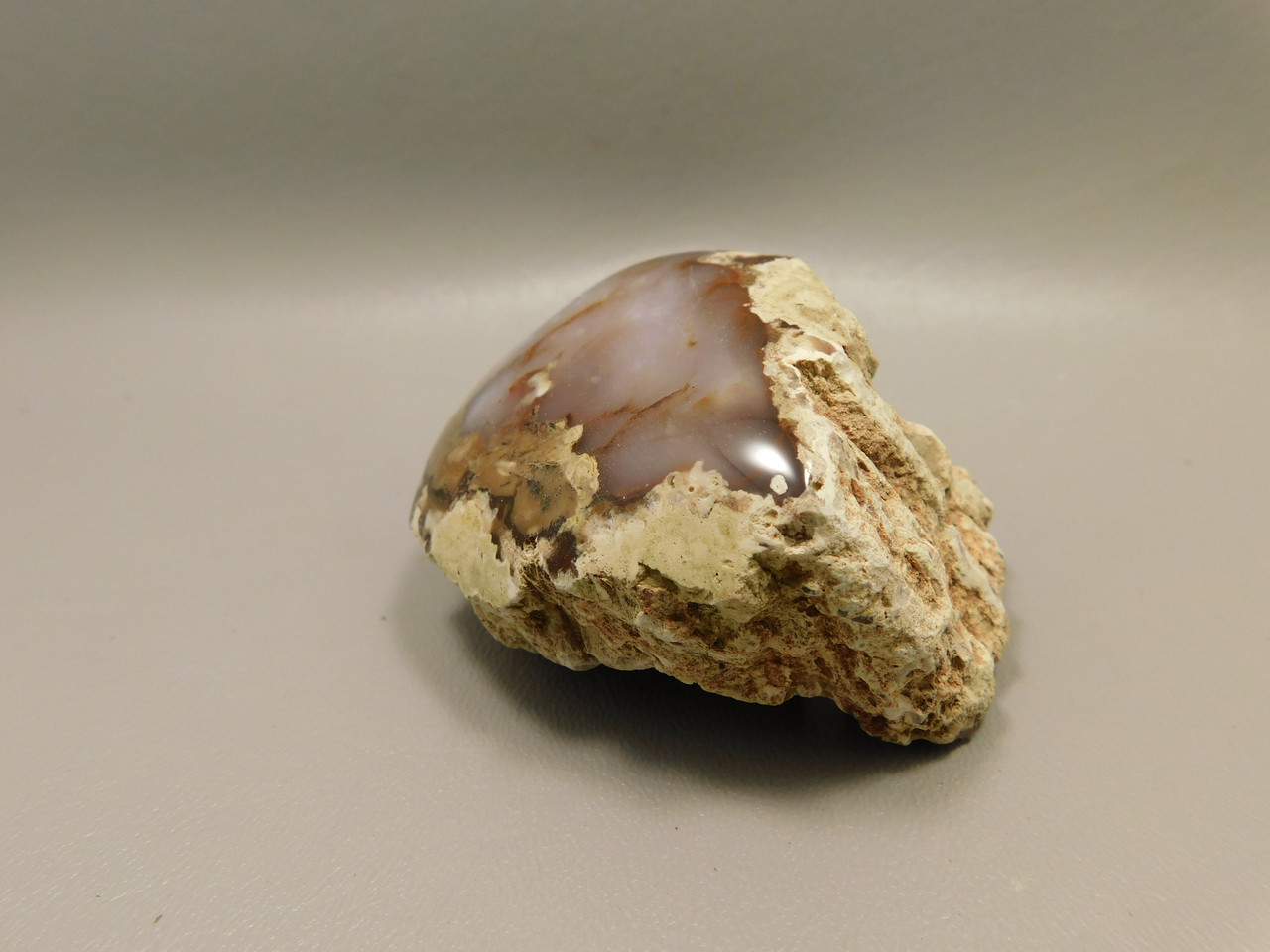 Petrified Wood Polished Agate Limb Cast Fish Lake Nevada #O191