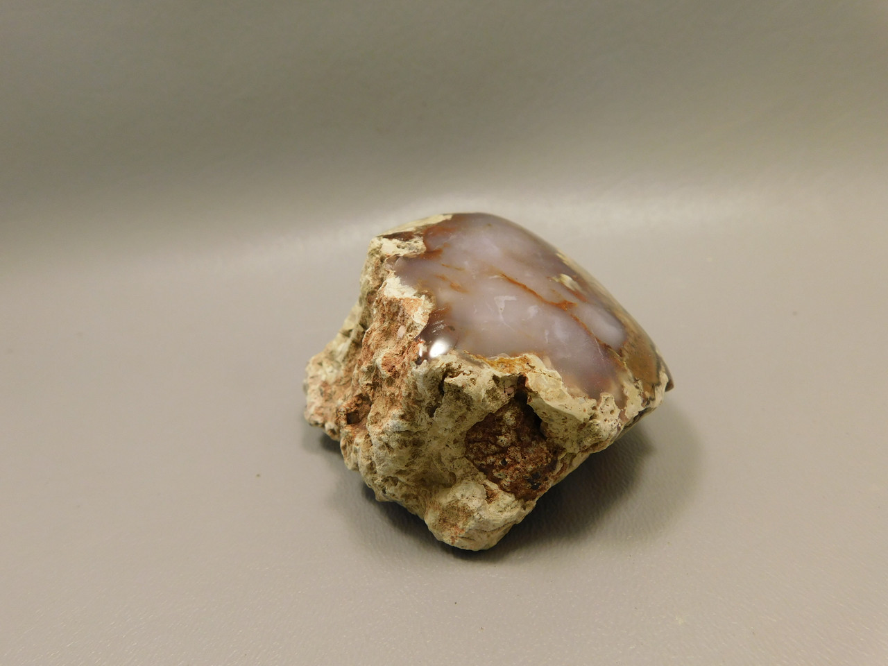 Petrified Wood Polished Agate Limb Cast Fish Lake Nevada #O191