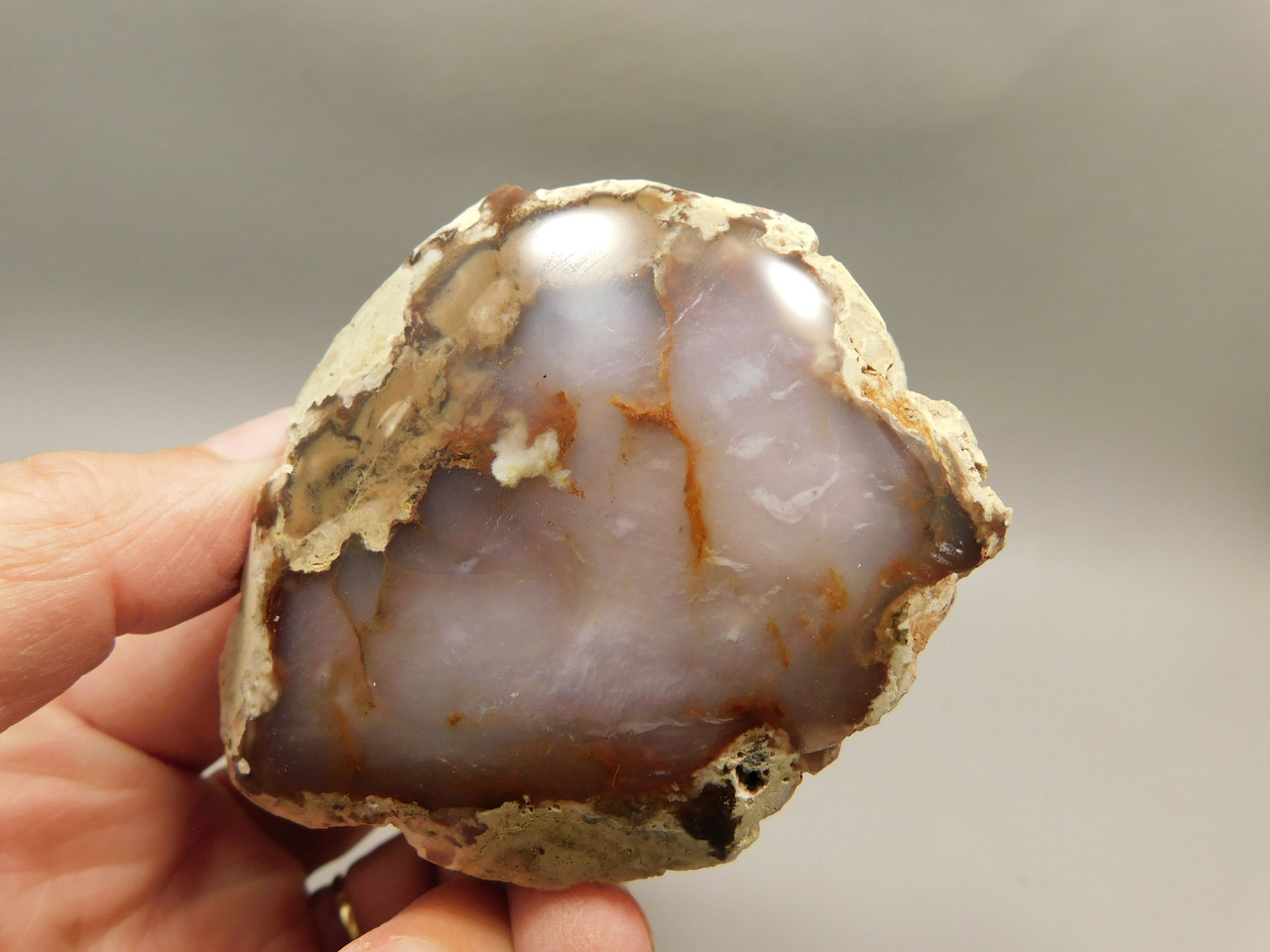 Petrified Wood Polished Agate Limb Cast Fish Lake Nevada #O191