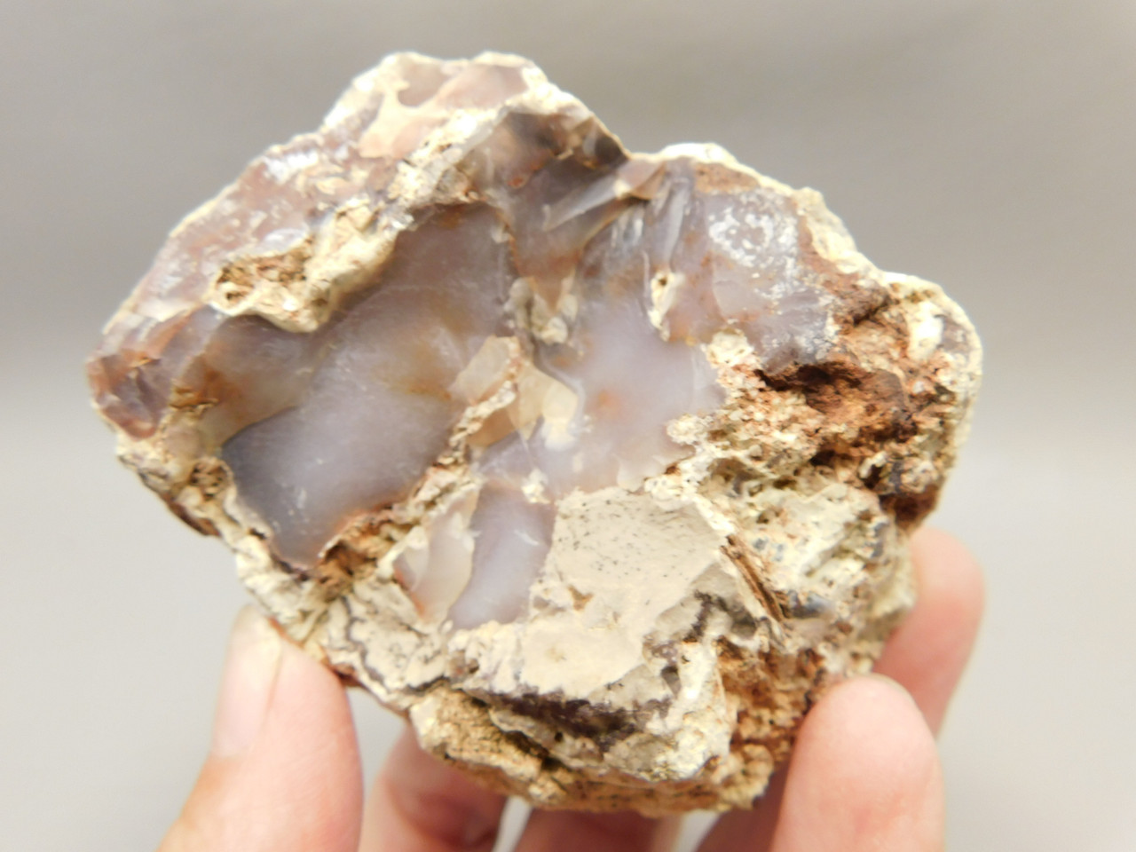 Petrified Wood Polished Agate Limb Cast Fish Lake Nevada #O191