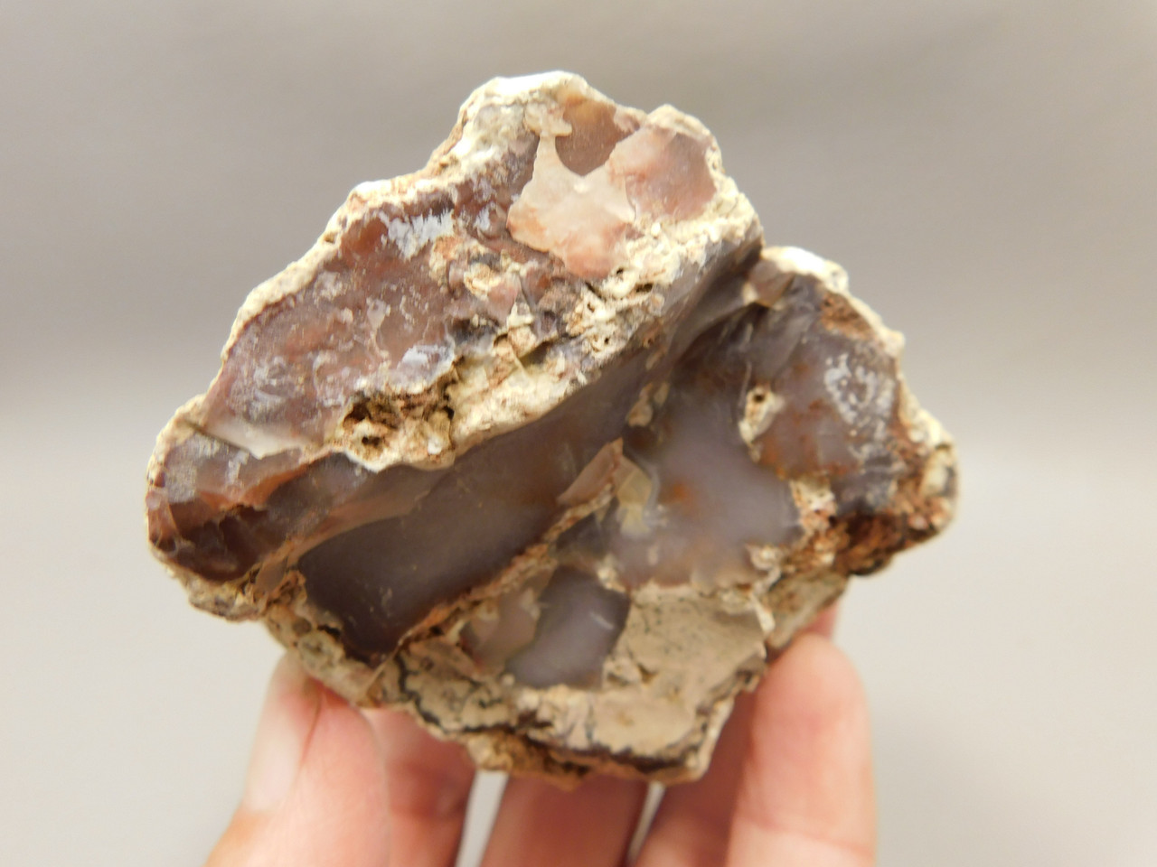 Petrified Wood Polished Agate Limb Cast Fish Lake Nevada #O191