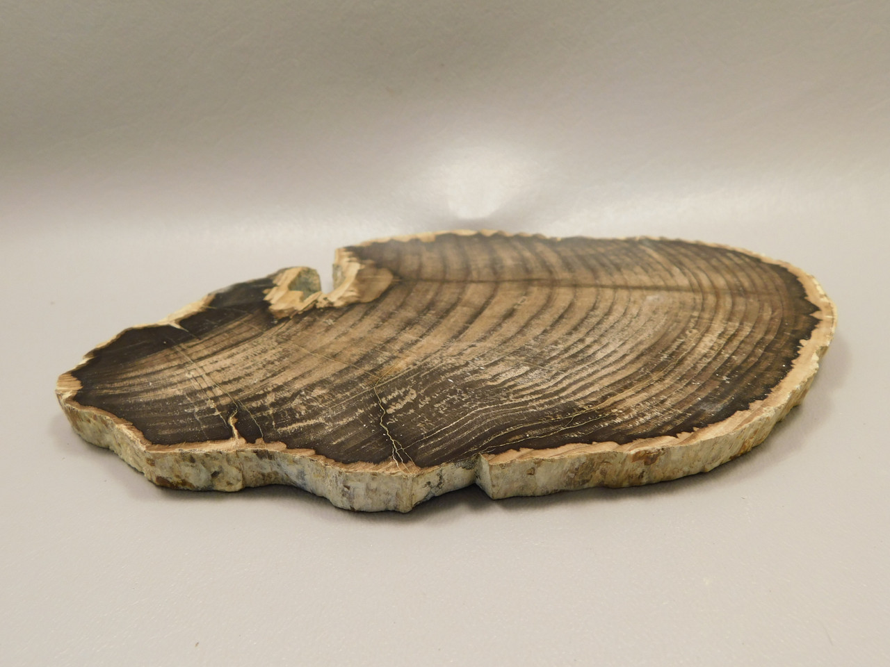 Petrified Wood Polished Round Slab Salmon River Idaho #130A