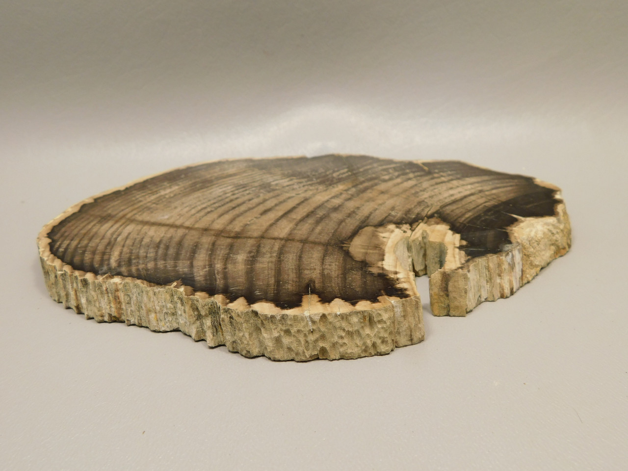 Petrified Wood Polished Round Slab Salmon River Idaho #130A