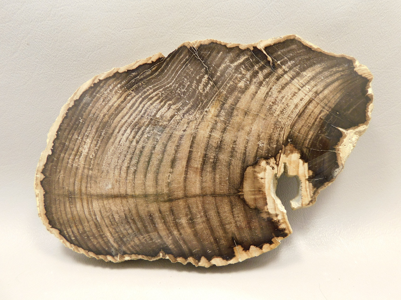 Petrified Wood Polished Round Slab Salmon River Idaho #130A