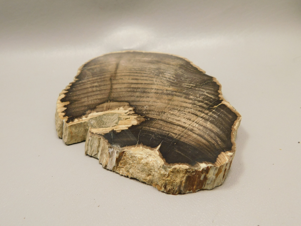 Petrified Wood Polished Round Slab Salmon River Idaho #130A