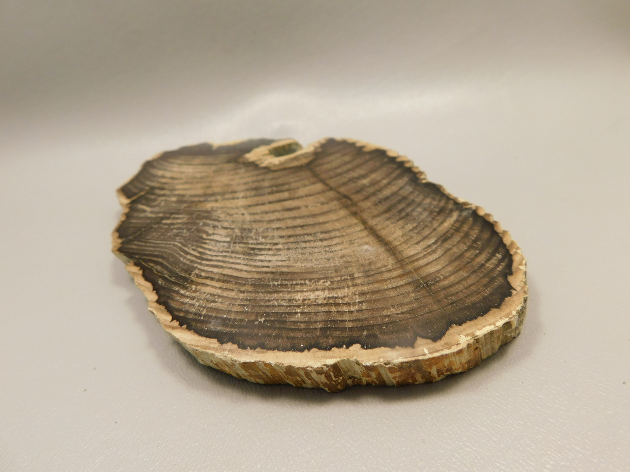 Petrified Wood Polished Round Slab Salmon River Idaho #130A