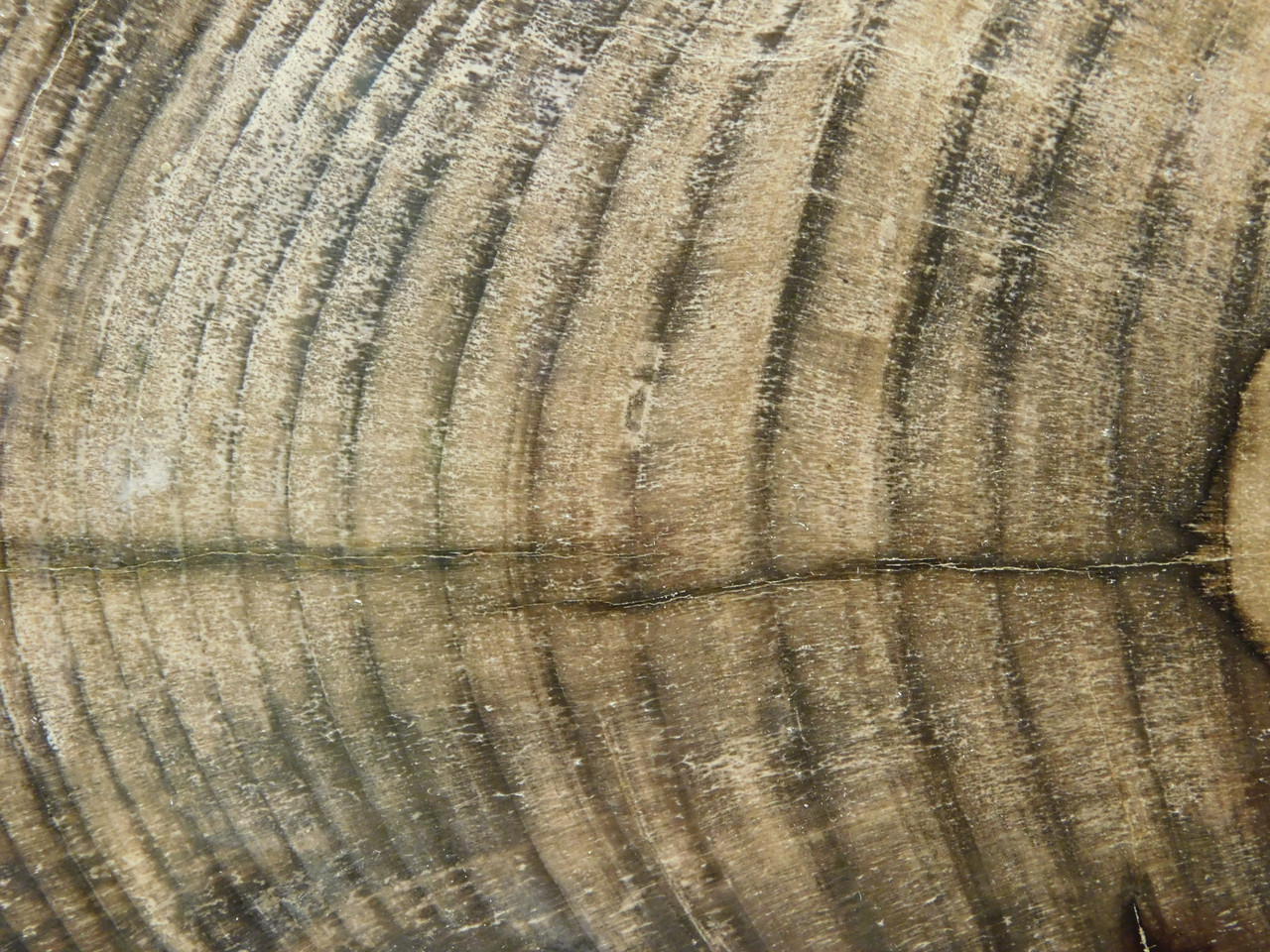 Petrified Wood Polished Round Slab Salmon River Idaho #130A