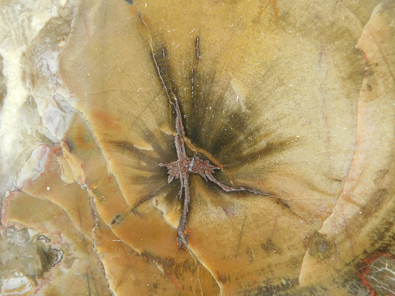 Petrified Wood Round With Fungus Polished Circle Cliffs Utah #Ox141-12
