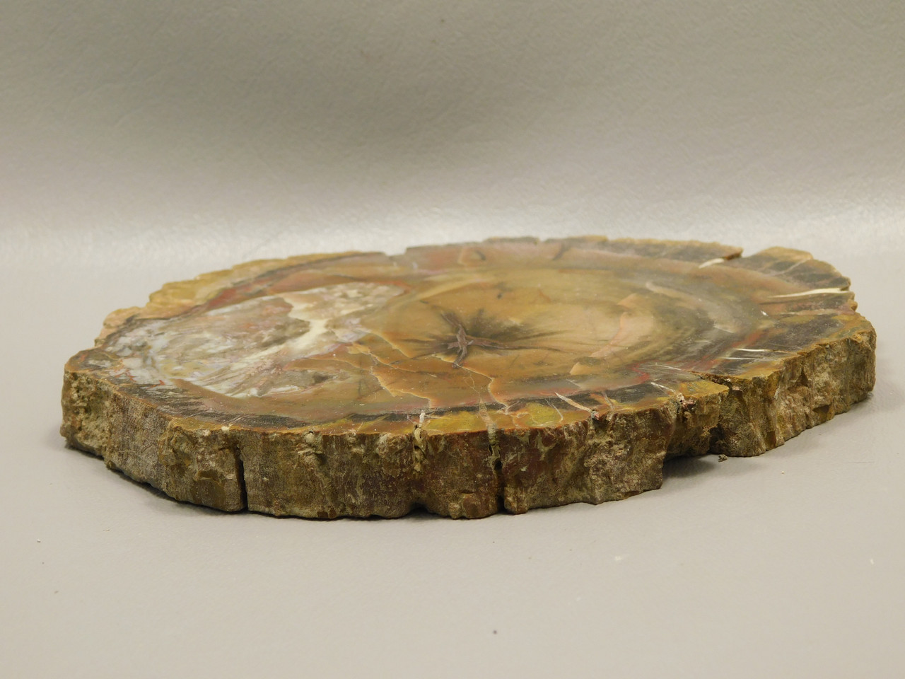 Petrified Wood Round With Fungus Polished Circle Cliffs Utah #Ox141-12