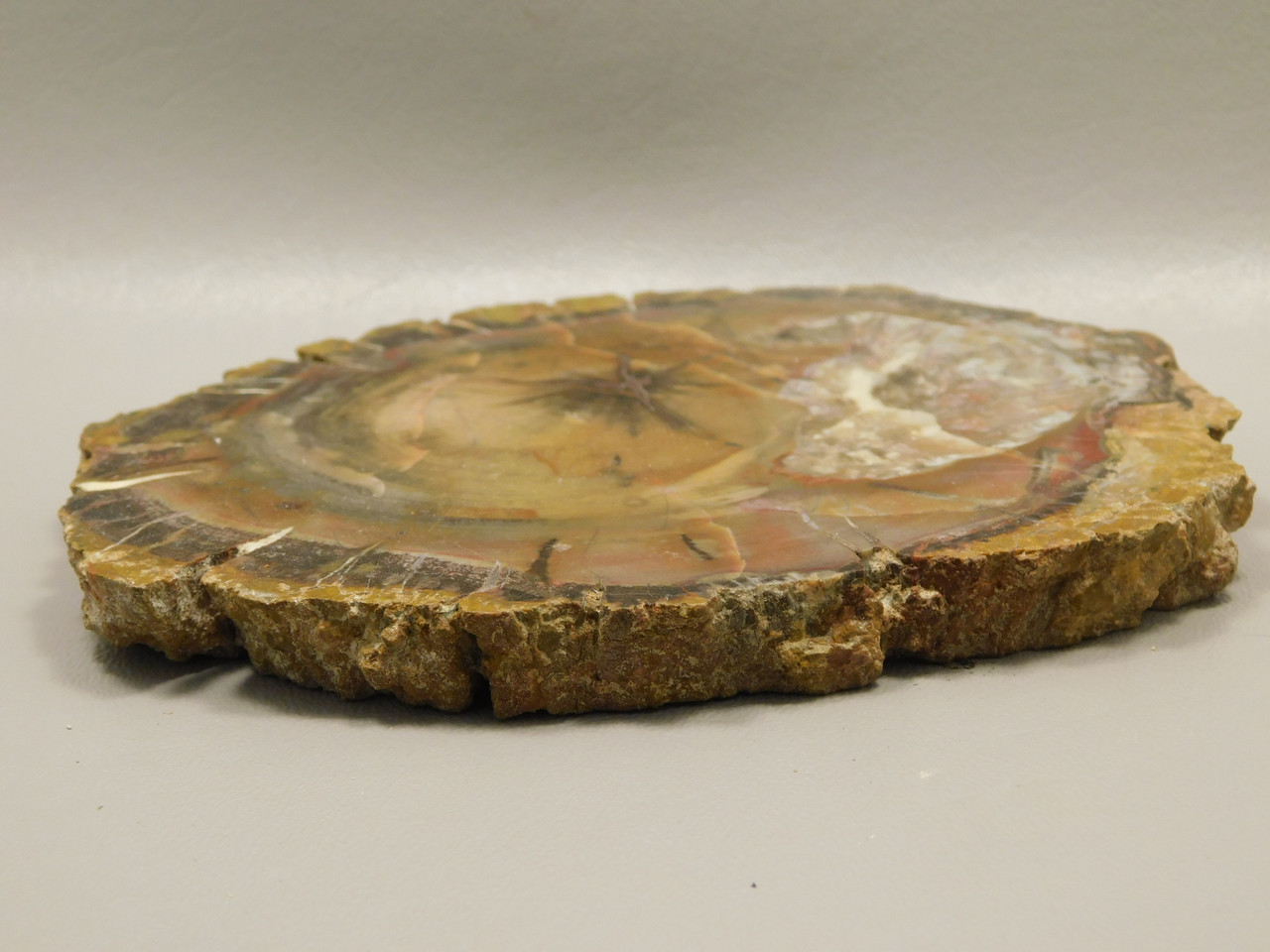 Petrified Wood Round With Fungus Polished Circle Cliffs Utah #Ox141-12