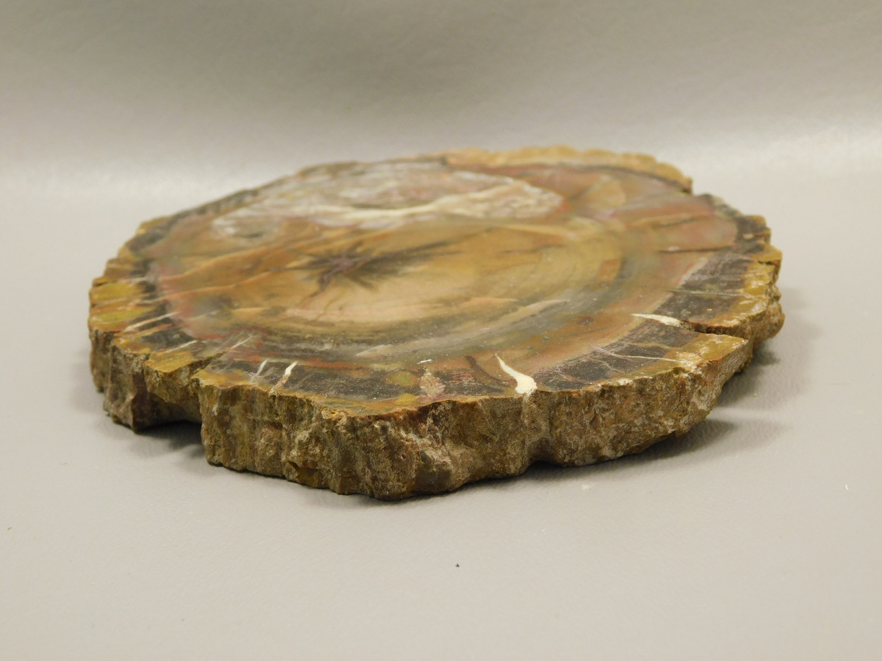 Petrified Wood Round With Fungus Polished Circle Cliffs Utah #Ox141-12