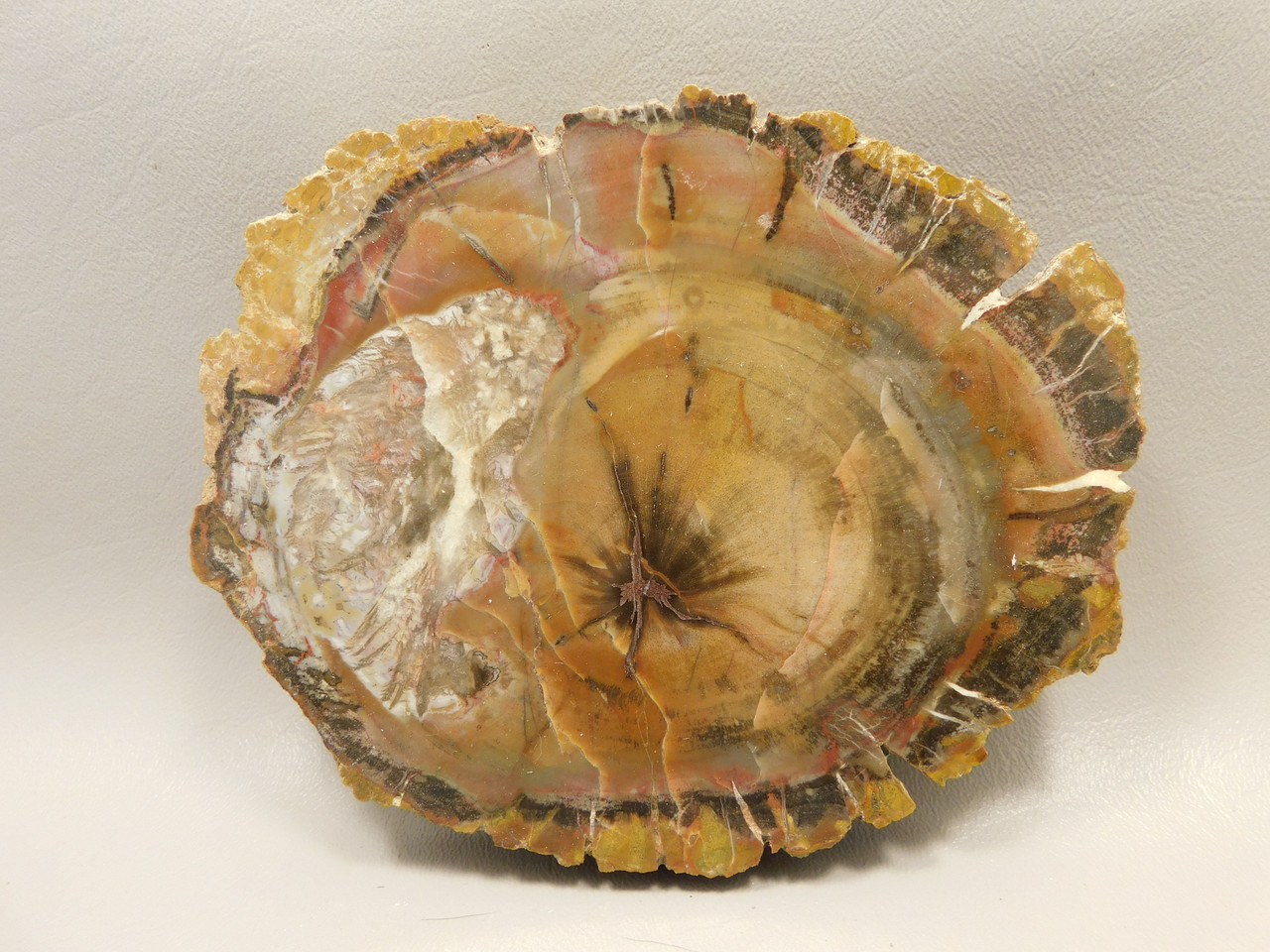 Petrified Wood Round With Fungus Polished Circle Cliffs Utah #Ox141-12