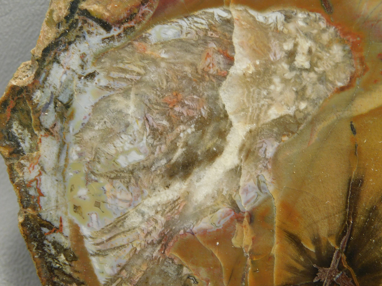 Petrified Wood Round With Fungus Polished Circle Cliffs Utah #Ox141-12