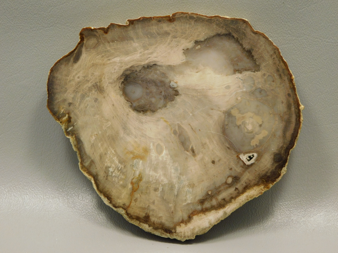 Petrified Wood Polished Rock 5 inch Round Nevada #O194-39