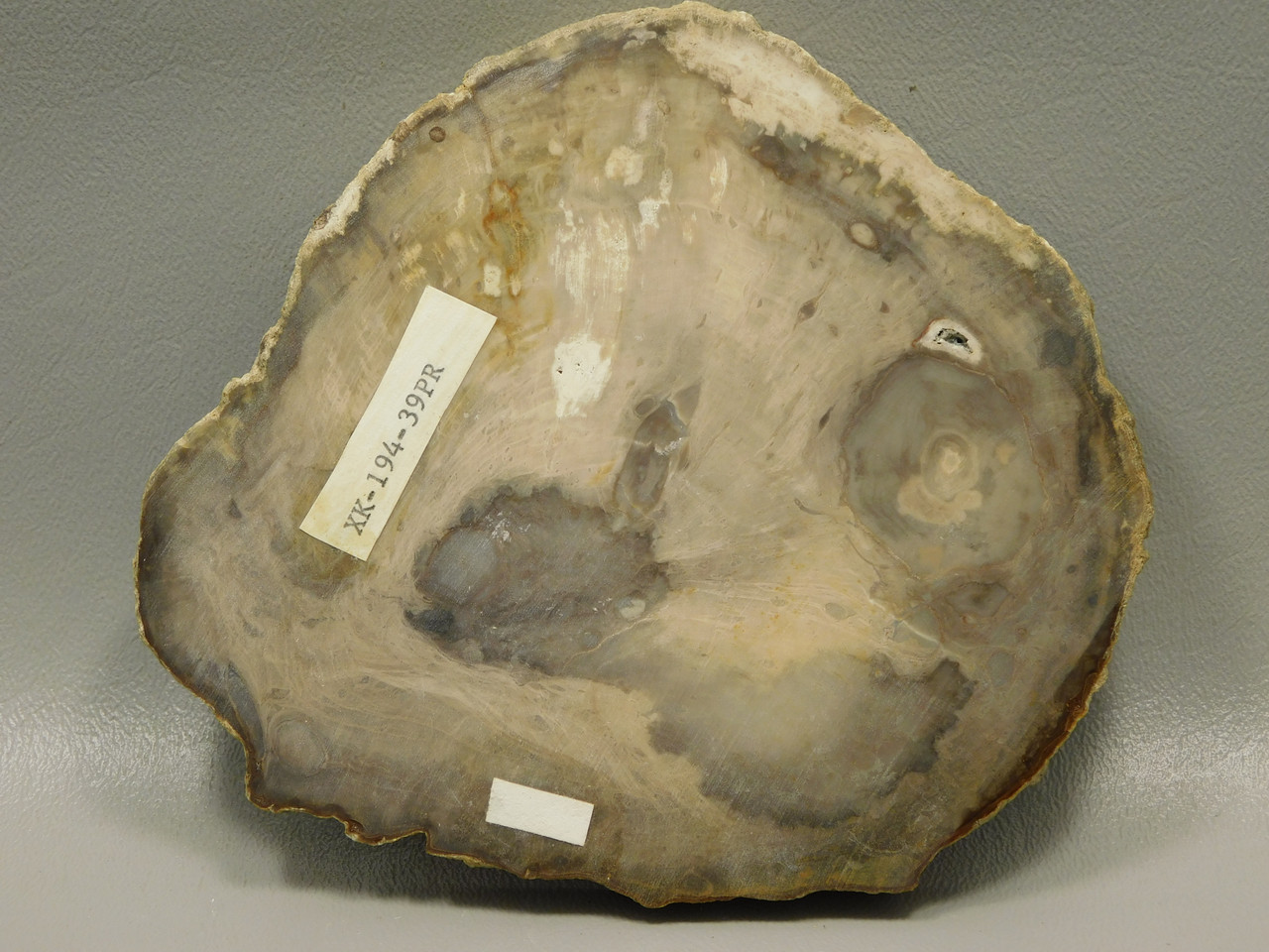 Petrified Wood Polished Rock 5 inch Round Nevada #O194-39