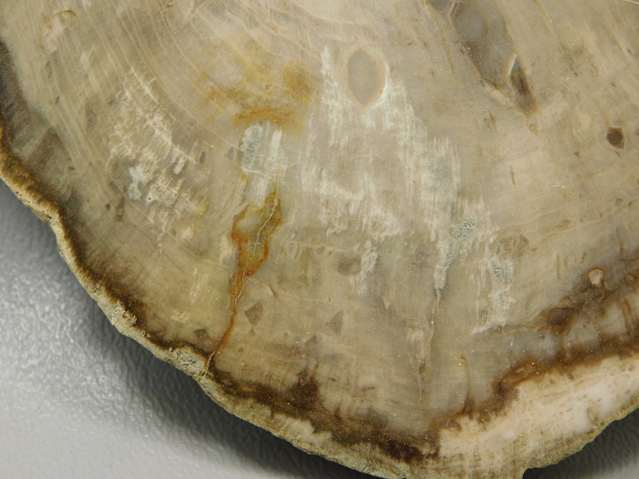 Petrified Wood Polished Rock 5 inch Round Nevada #O194-39
