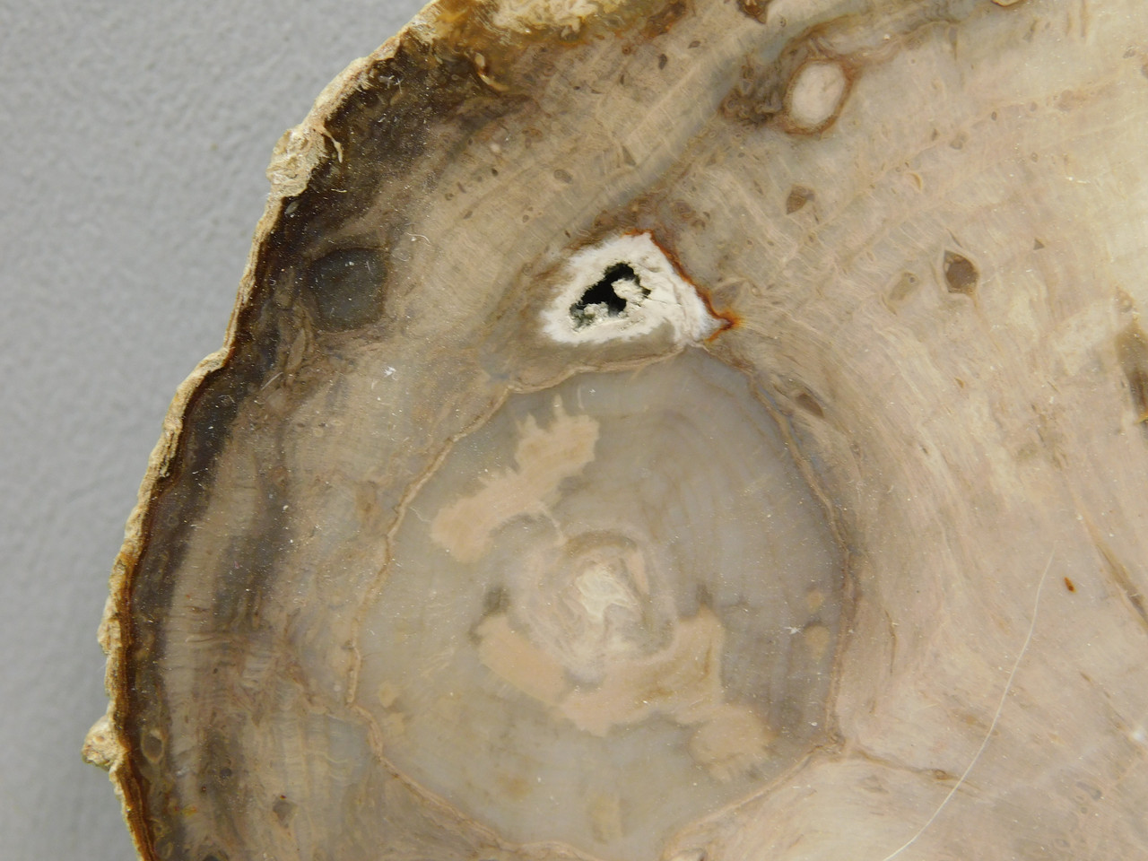 Petrified Wood Polished Rock 5 inch Round Nevada #O194-39