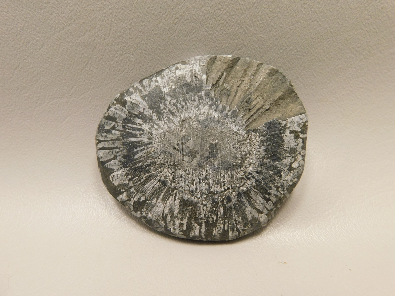 Chrysanthemum Stone 3 inch Palm Worry Stone Natural Rock #O10