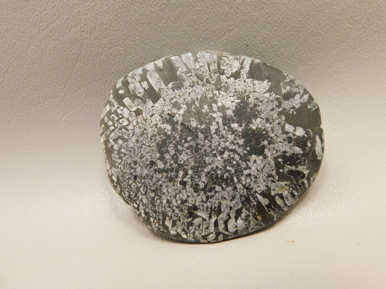 Chrysanthemum Stone 3 inch Palm Worry Stone Natural Rock #O10