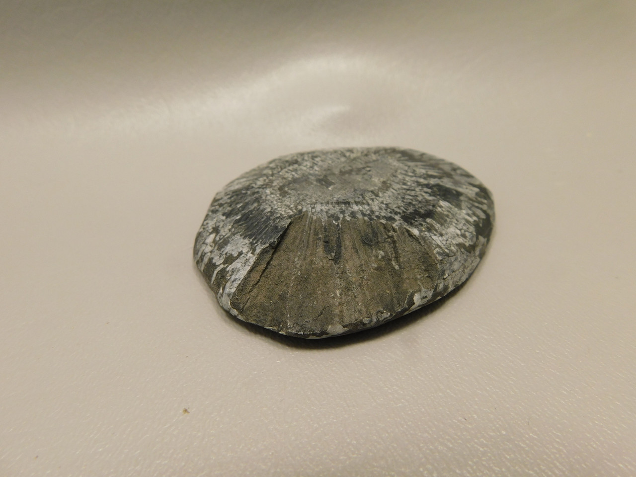 Chrysanthemum Stone 3 inch Palm Worry Stone Natural Rock #O10