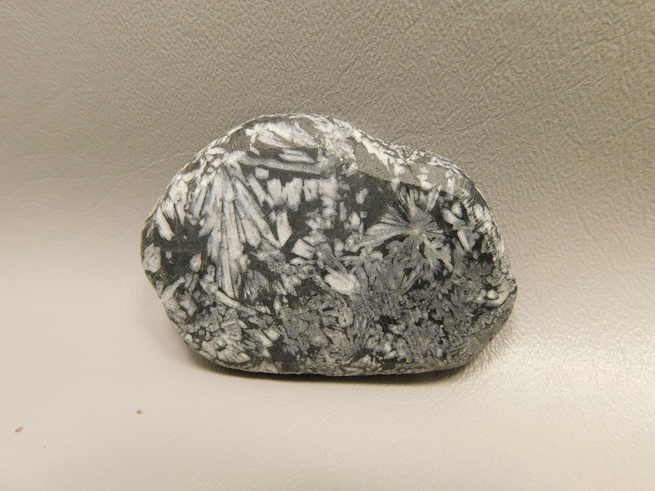 Chrysanthemum Stone 2.9 inch Palm Worry Stone Natural Rock #O18