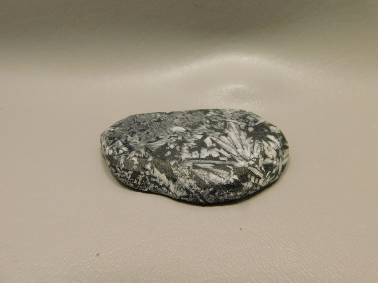Chrysanthemum Stone 2.9 inch Palm Worry Stone Natural Rock #O18