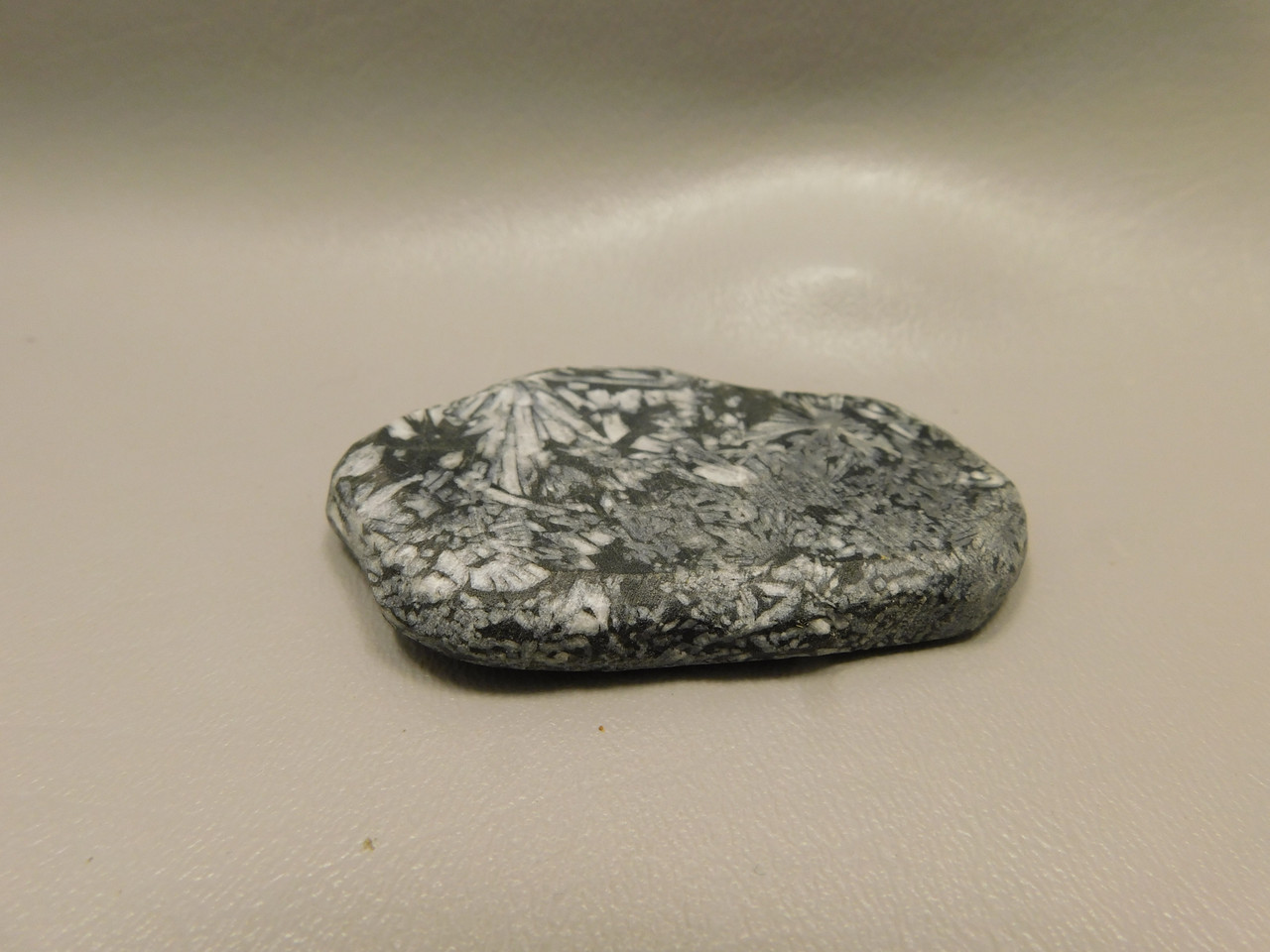 Chrysanthemum Stone 2.9 inch Palm Worry Stone Natural Rock #O18