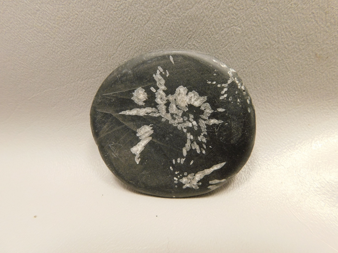 Chrysanthemum Stone 2.4 inch Palm Worry Stone Natural Rock #O19